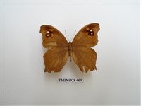 藏品(暮眼蝶)的圖片